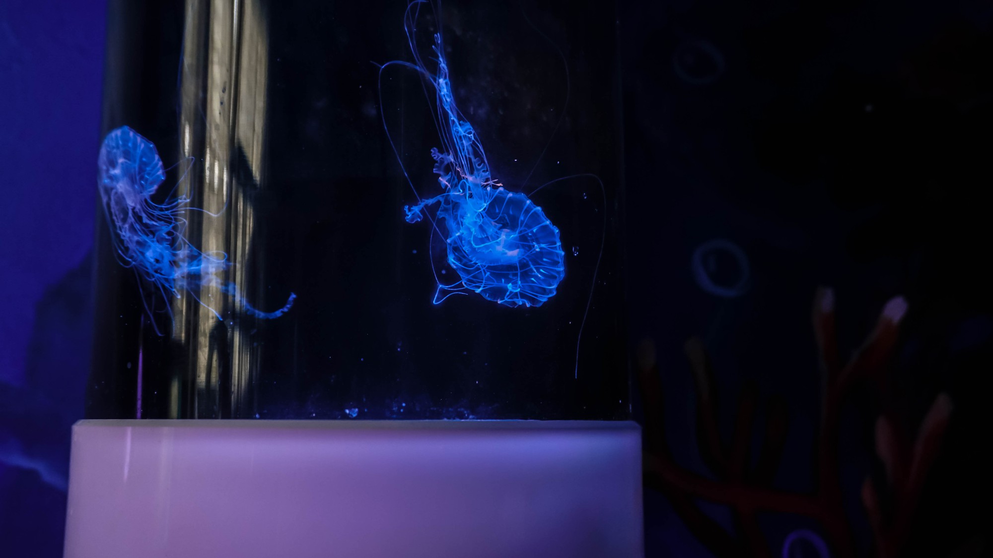 Mô hình nuôi sứa cảnh sống ảo tại nhà của cô gái trẻ ở TP HCM - Ảnh 7.