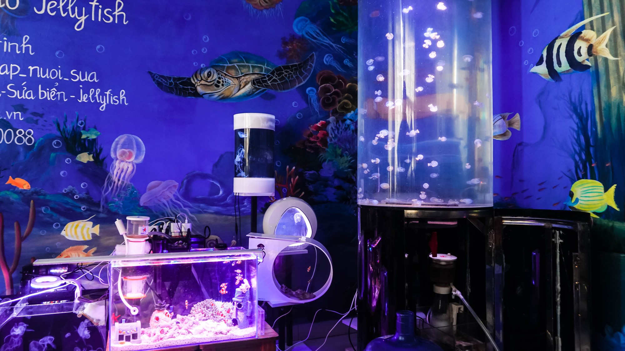 Mô hình nuôi sứa cảnh sống ảo tại nhà của cô gái trẻ ở TP HCM - Ảnh 5.