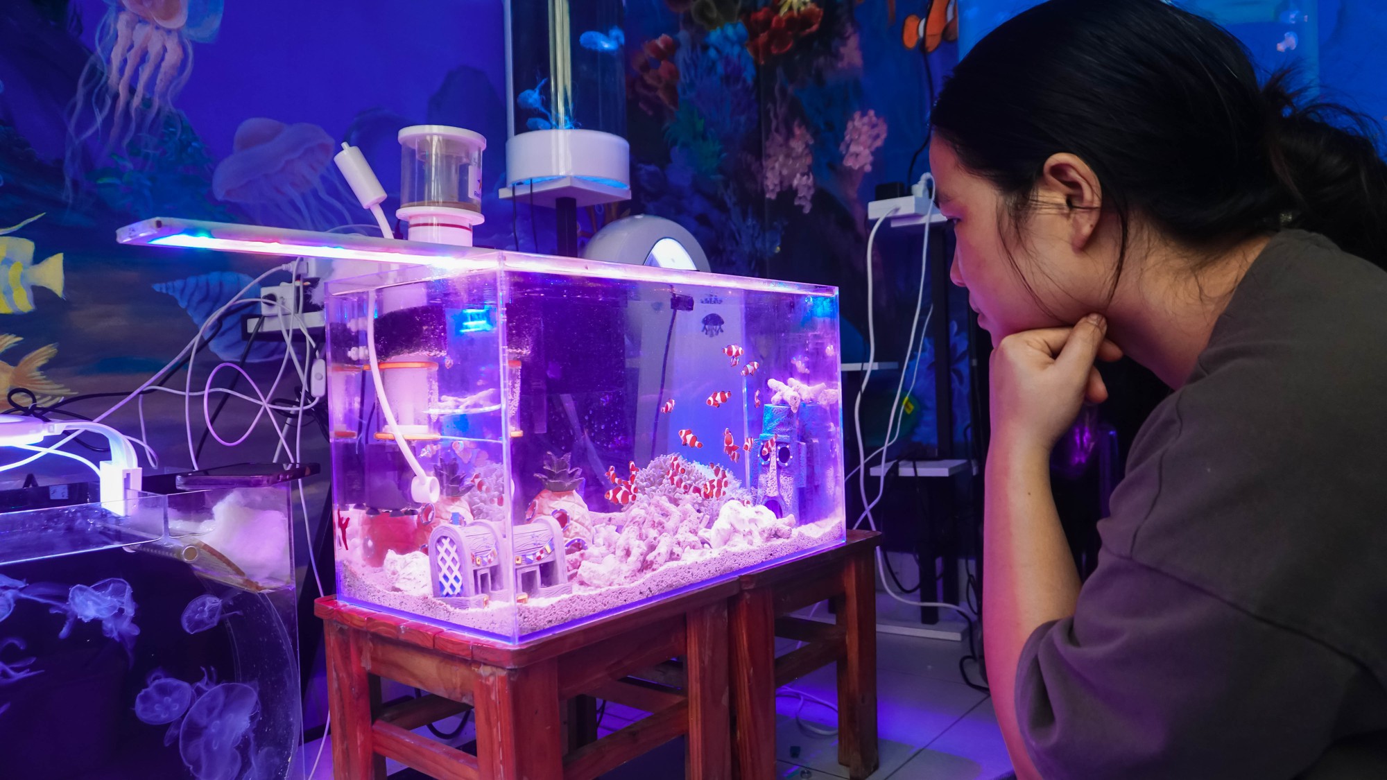 Mô hình nuôi sứa cảnh sống ảo tại nhà của cô gái trẻ ở TP HCM - Ảnh 11.