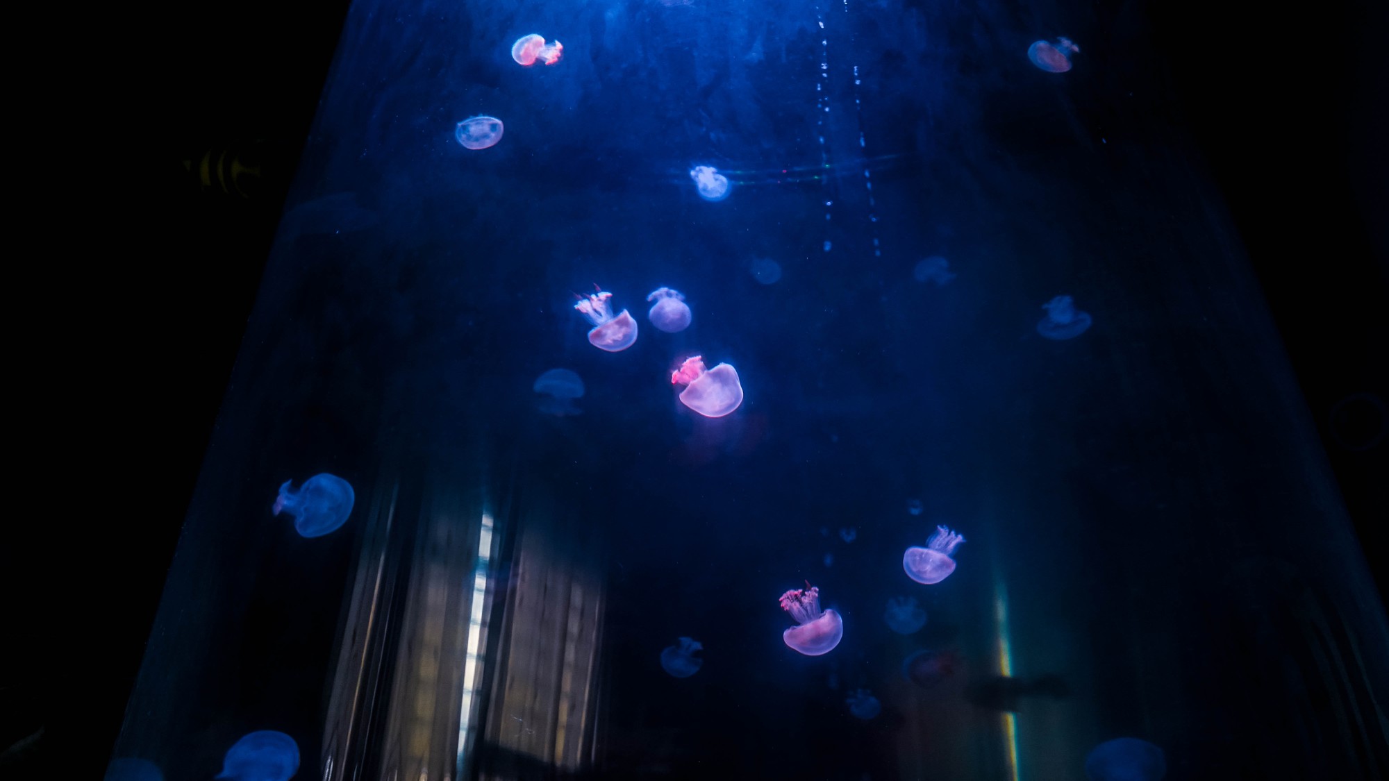 Mô hình nuôi sứa cảnh sống ảo tại nhà của cô gái trẻ ở TP HCM - Ảnh 9.
