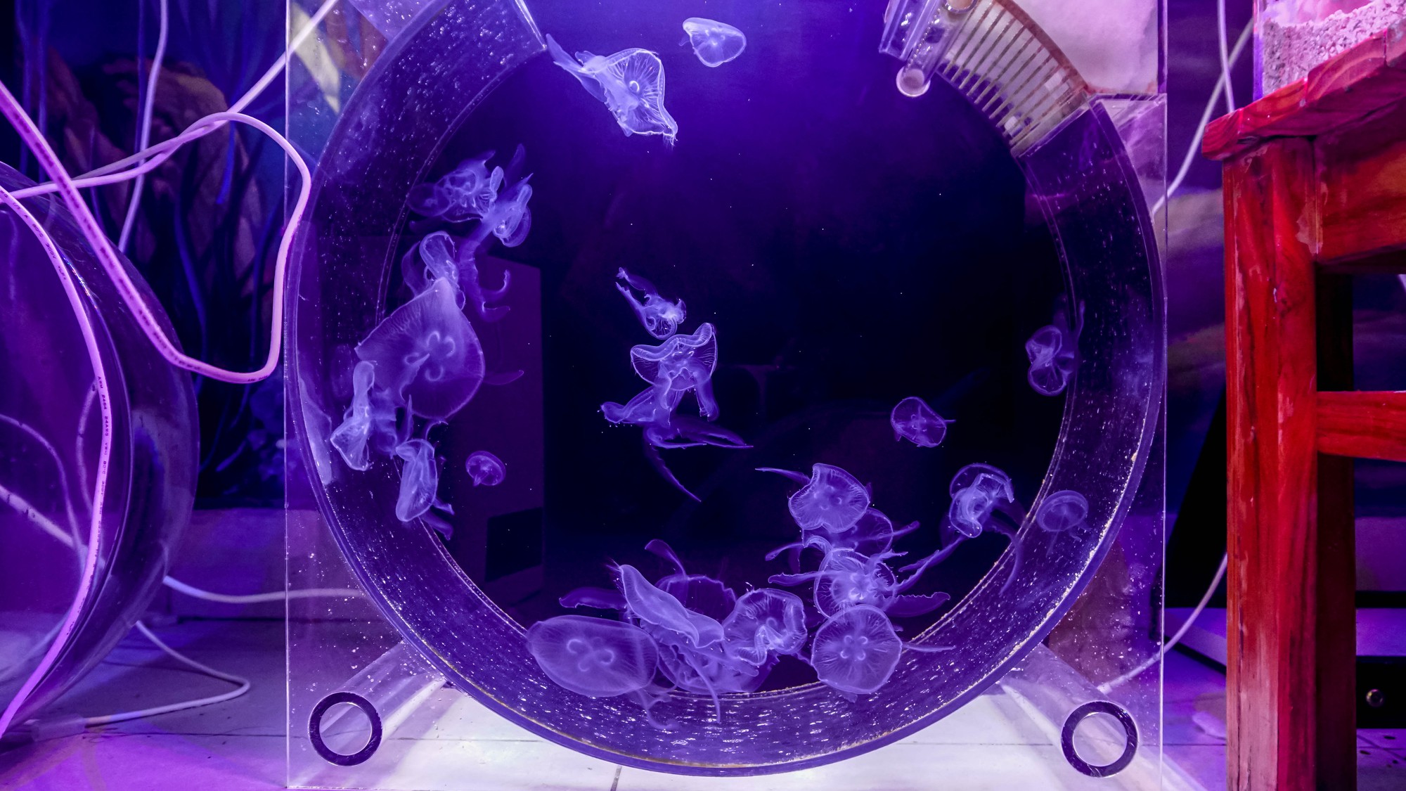 Mô hình nuôi sứa cảnh sống ảo tại nhà của cô gái trẻ ở TP HCM - Ảnh 10.