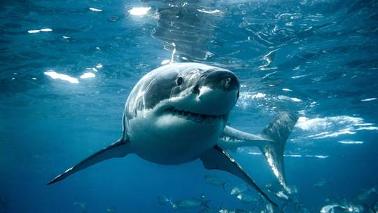 Cá mập nổi điên sau khi nuốt phải cocaine trên biển - Ảnh 1.