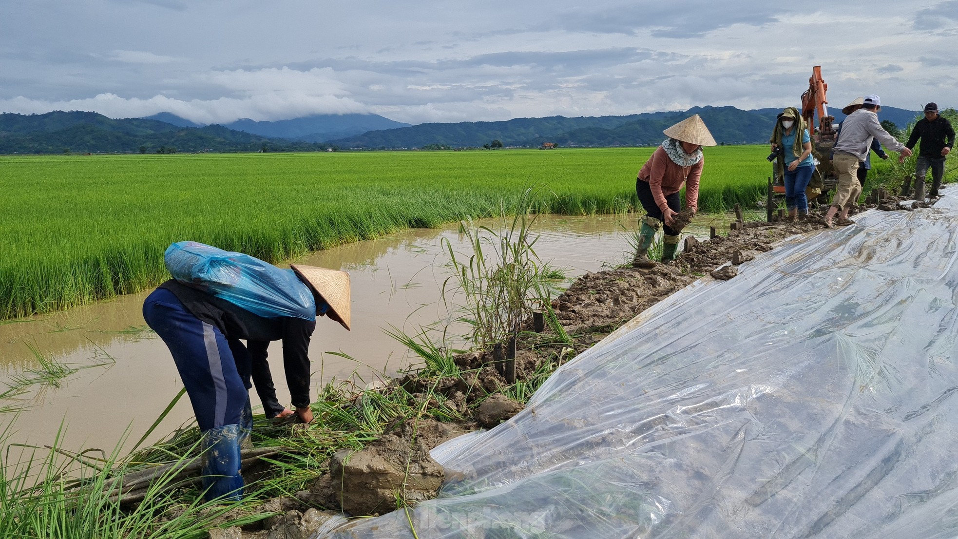 Mưa lớn, vỡ đ&ecirc;, người d&acirc;n vật lộn cứu hơn 750 ha l&uacute;a đang ch&iacute;n - Ảnh 3.