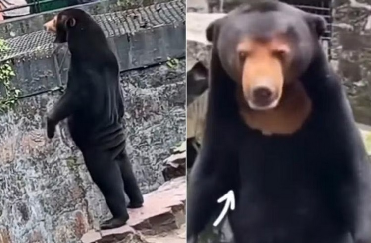 Vườn thú Trung Quốc đáp trả nghi vấn gấu do người đóng giả