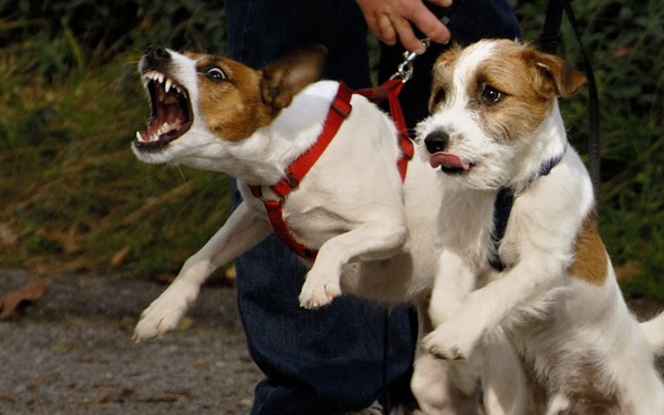 Các vụ chó tấn công người ngày càng tăng lên, chuyên gia chỉ ra nguyên nhân không ngờ
