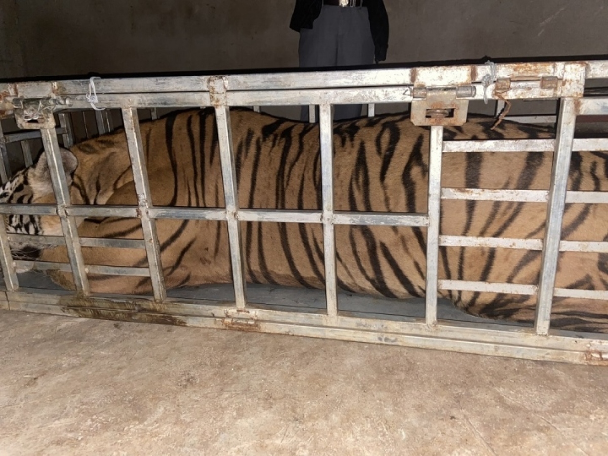 Bắt giữ 2 người đàn ông vận chuyển con hổ nặng 235kg - Ảnh 2.