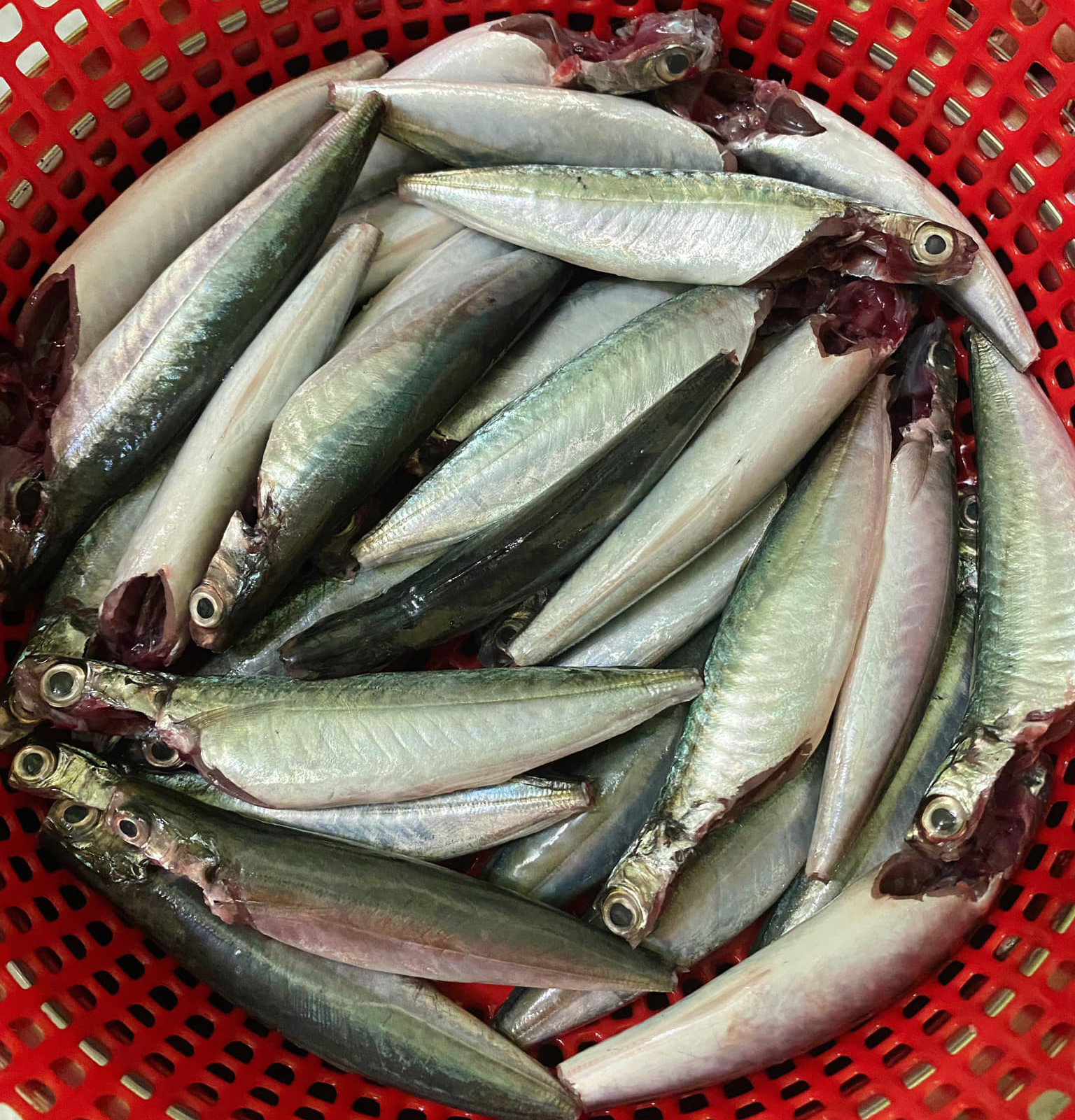 Nhớ thương canh cá nục lá me non - Ảnh 3. Nhớ thương canh cá nục lá me non - Ảnh 3.