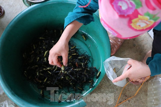 Mùa săn nhện đen sọc vàng ở Nghệ An cho nông dân thu nhập khá - Ảnh 4.