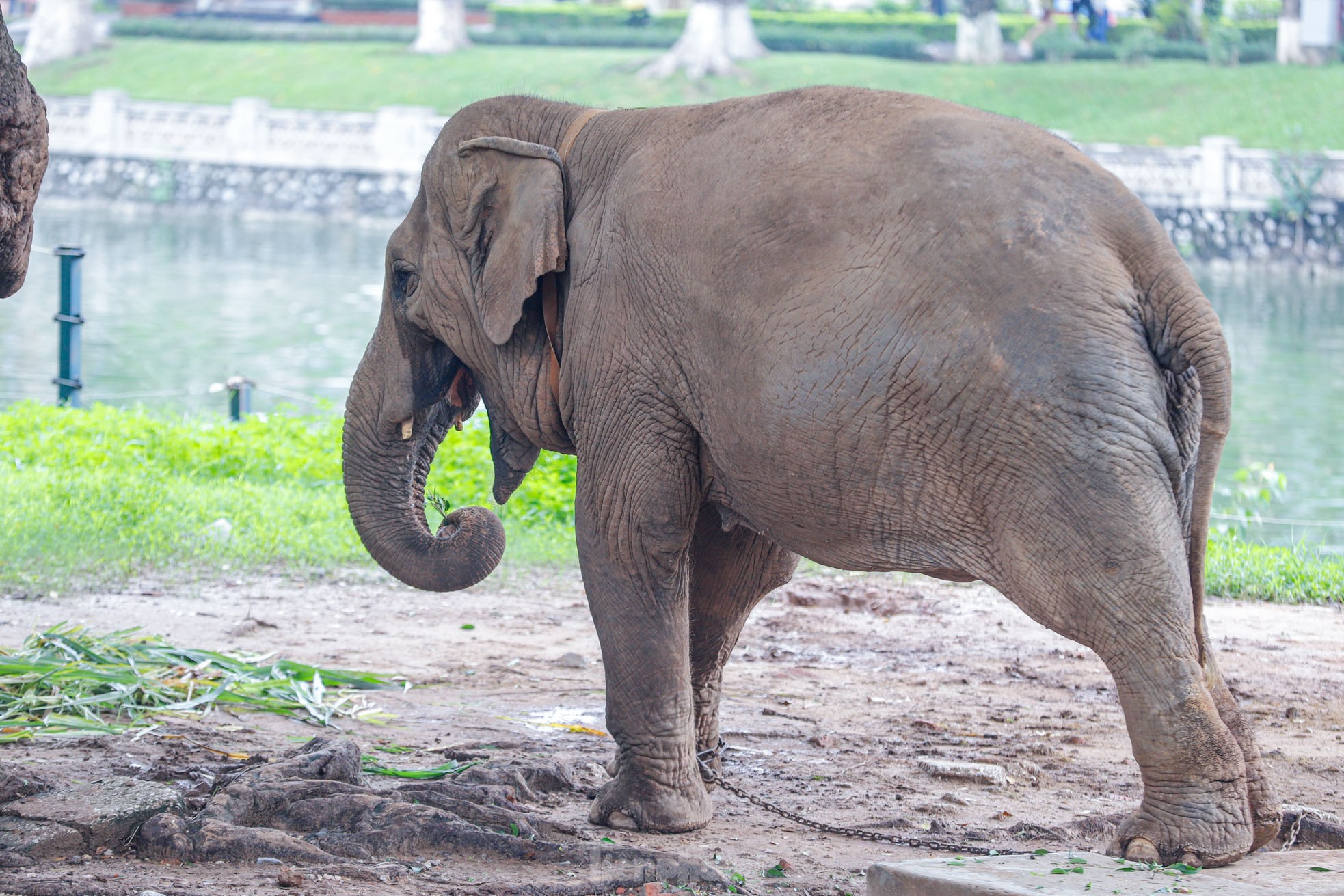 Cận cảnh hai chú voi &quot;sống khổ&quot; với xiềng xích ở vườn thú Hà Nội - Ảnh 10.