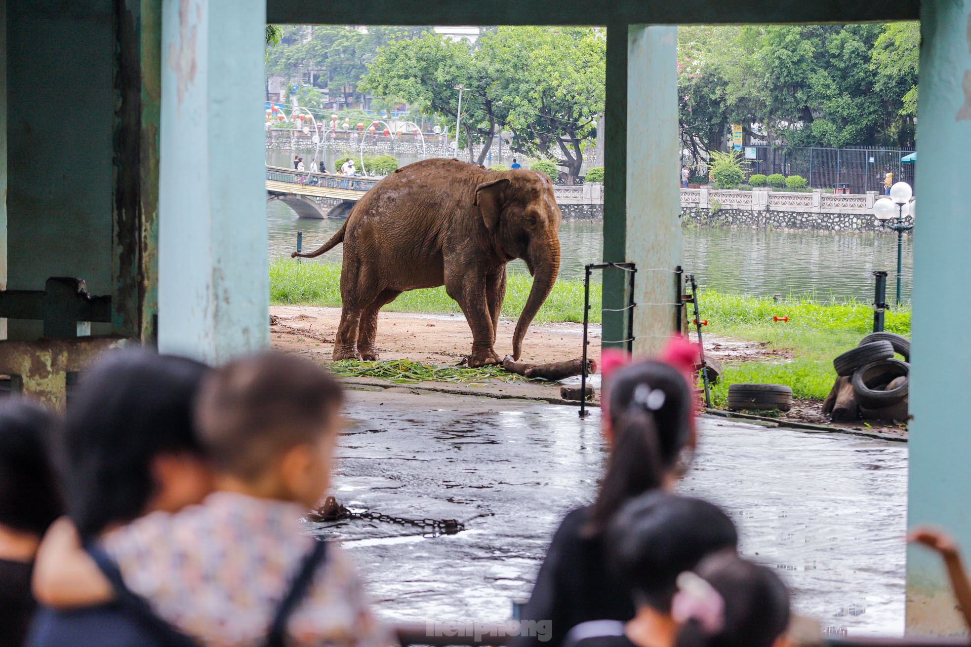 Cận cảnh hai chú voi &quot;sống khổ&quot; với xiềng xích ở vườn thú Hà Nội - Ảnh 1.