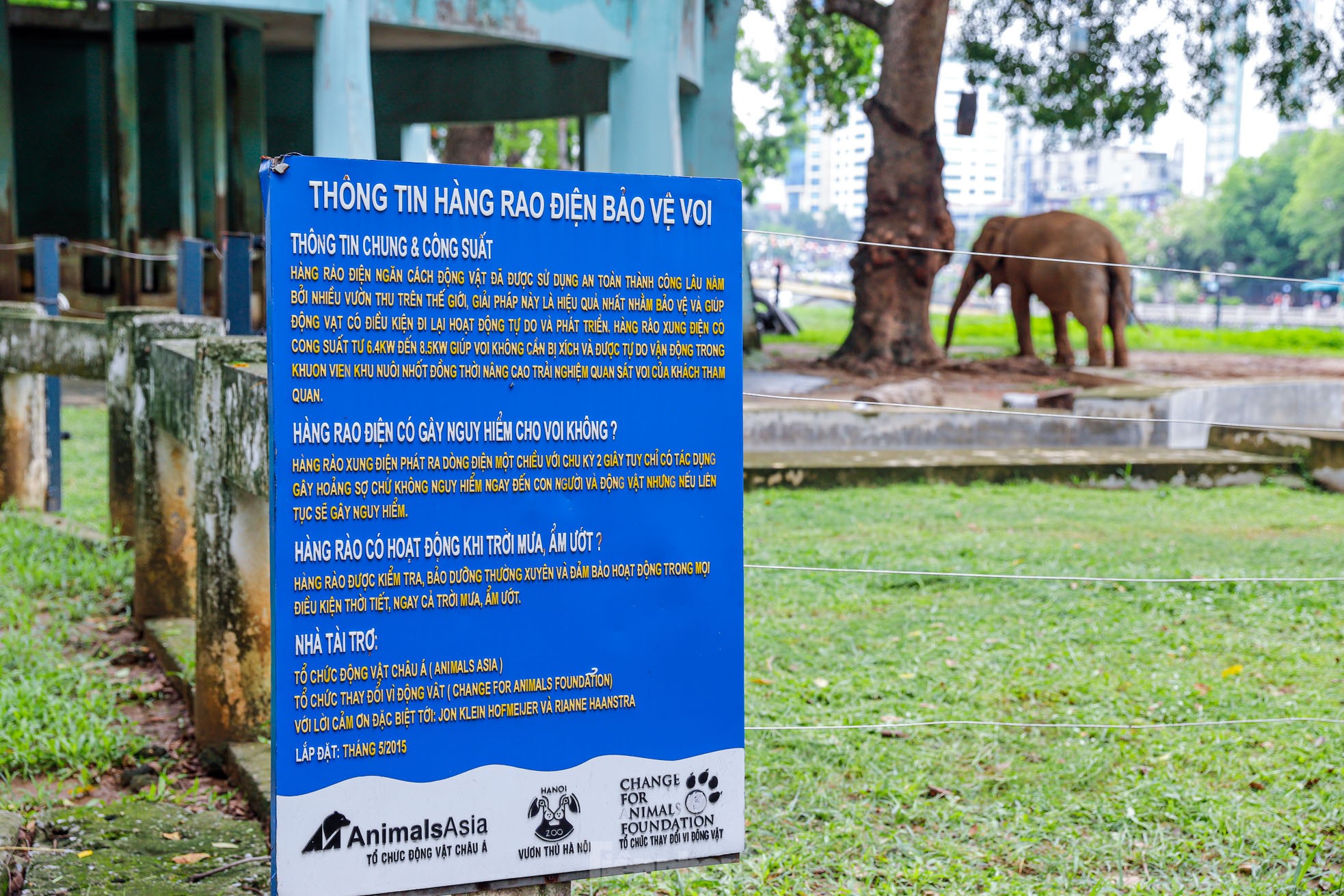 Cận cảnh hai chú voi &quot;sống khổ&quot; với xiềng xích ở vườn thú Hà Nội - Ảnh 2.