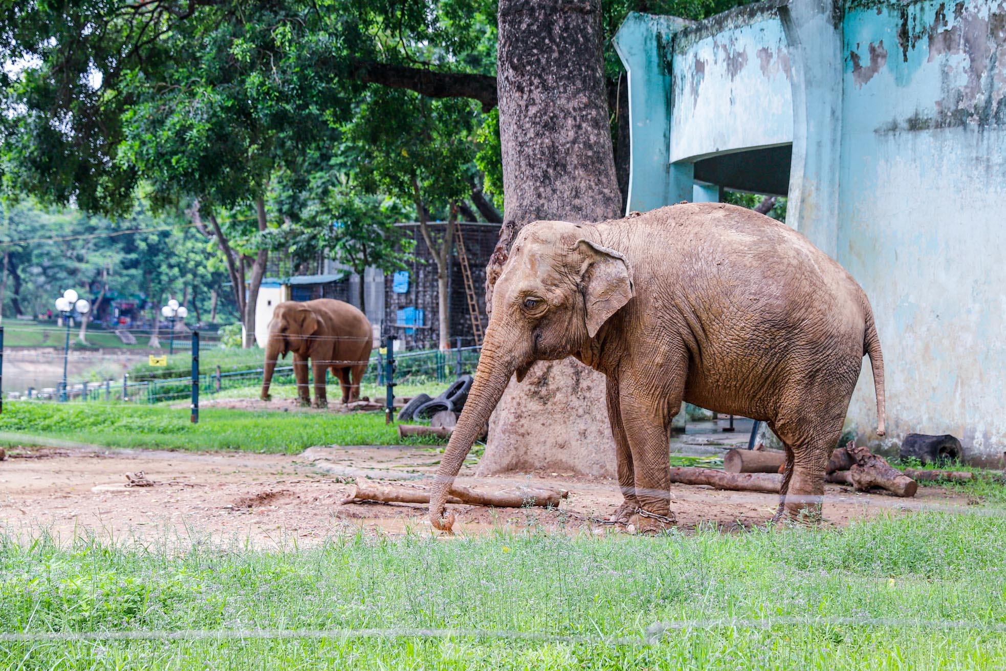 Cận cảnh hai chú voi &quot;sống khổ&quot; với xiềng xích ở vườn thú Hà Nội - Ảnh 3.