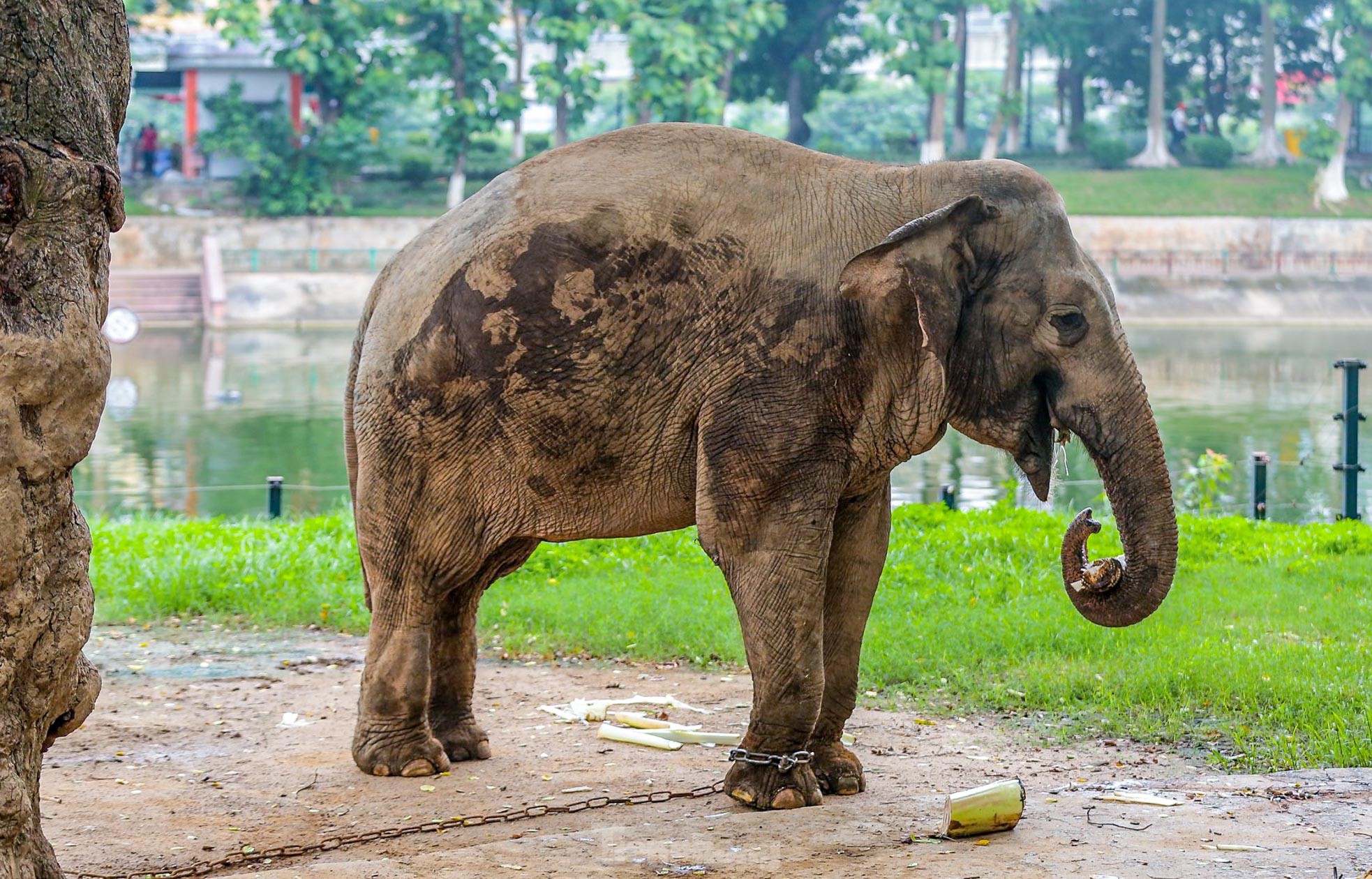 Cận cảnh hai chú voi &quot;sống khổ&quot; với xiềng xích ở vườn thú Hà Nội - Ảnh 4.
