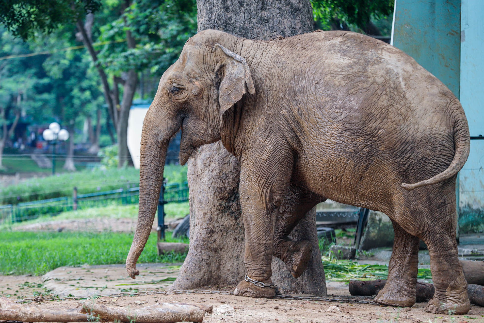 Cận cảnh hai chú voi &quot;sống khổ&quot; với xiềng xích ở vườn thú Hà Nội - Ảnh 5.