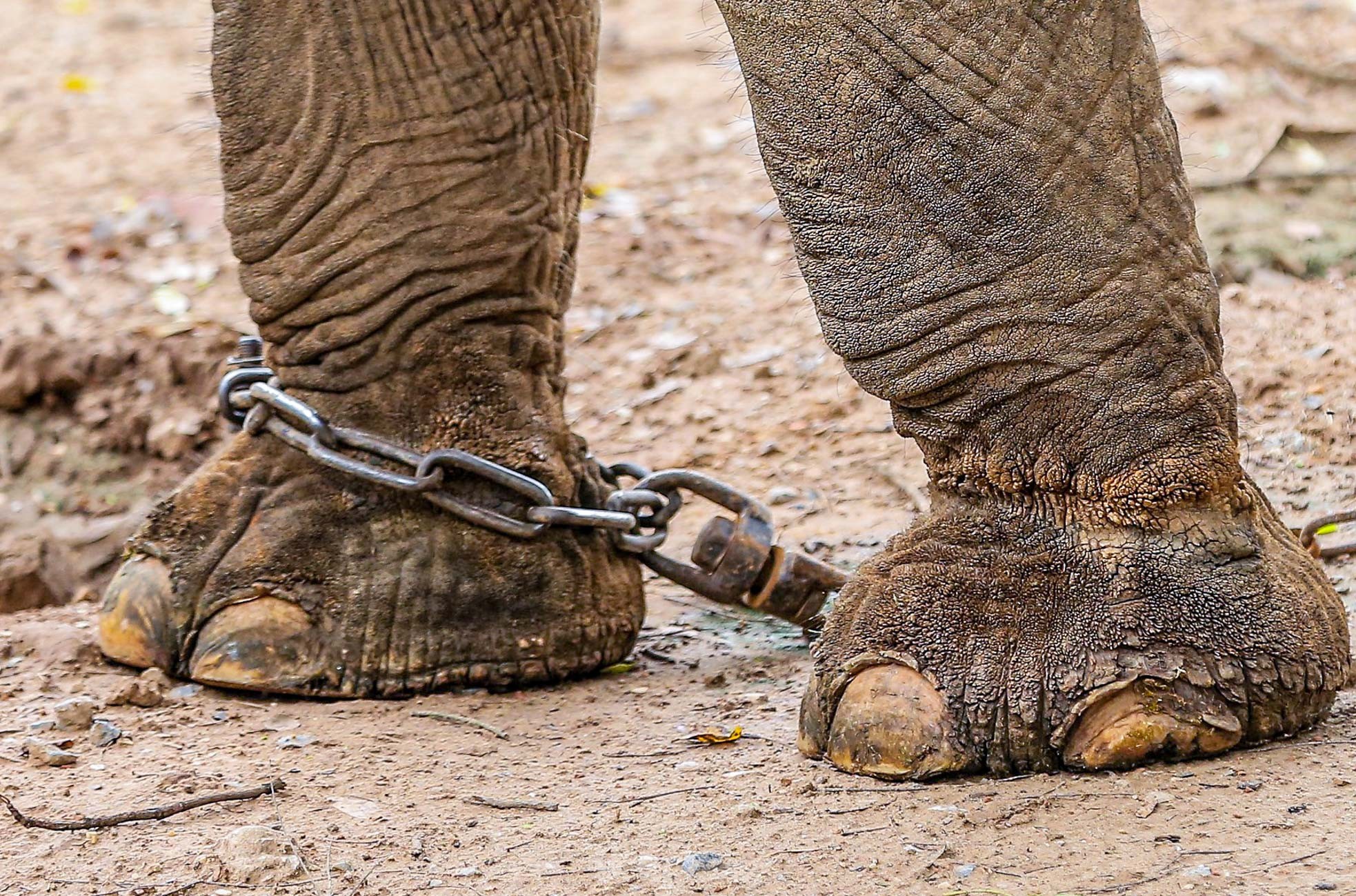 Cận cảnh hai chú voi &quot;sống khổ&quot; với xiềng xích ở vườn thú Hà Nội - Ảnh 6.