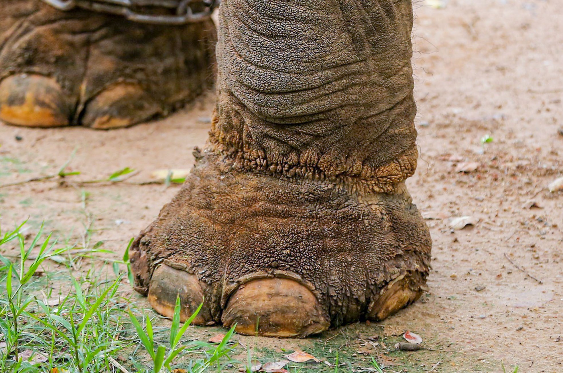 Cận cảnh hai chú voi &quot;sống khổ&quot; với xiềng xích ở vườn thú Hà Nội - Ảnh 7.