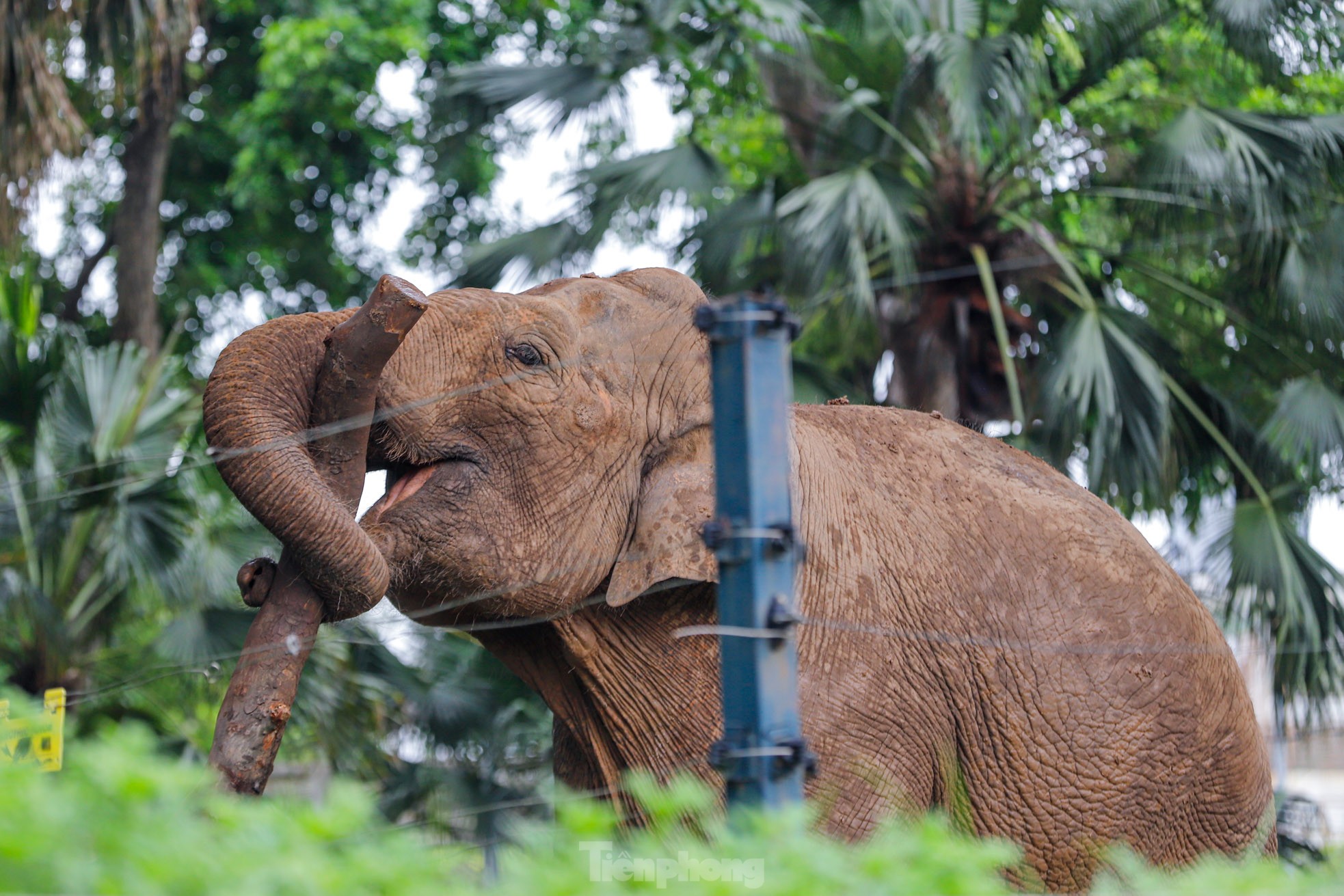 Cận cảnh hai chú voi &quot;sống khổ&quot; với xiềng xích ở vườn thú Hà Nội - Ảnh 8.