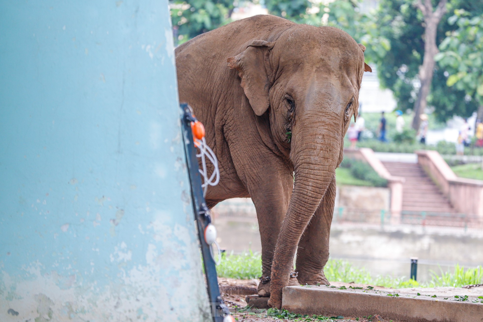 Cận cảnh hai chú voi &quot;sống khổ&quot; với xiềng xích ở vườn thú Hà Nội - Ảnh 9.