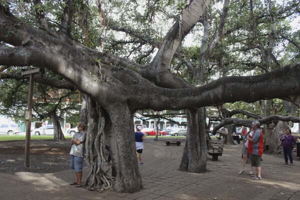 B&atilde;o lửa ở Hawaii v&agrave; số phận của c&acirc;y đa bồ đề 150 tuổi - Ảnh 1.