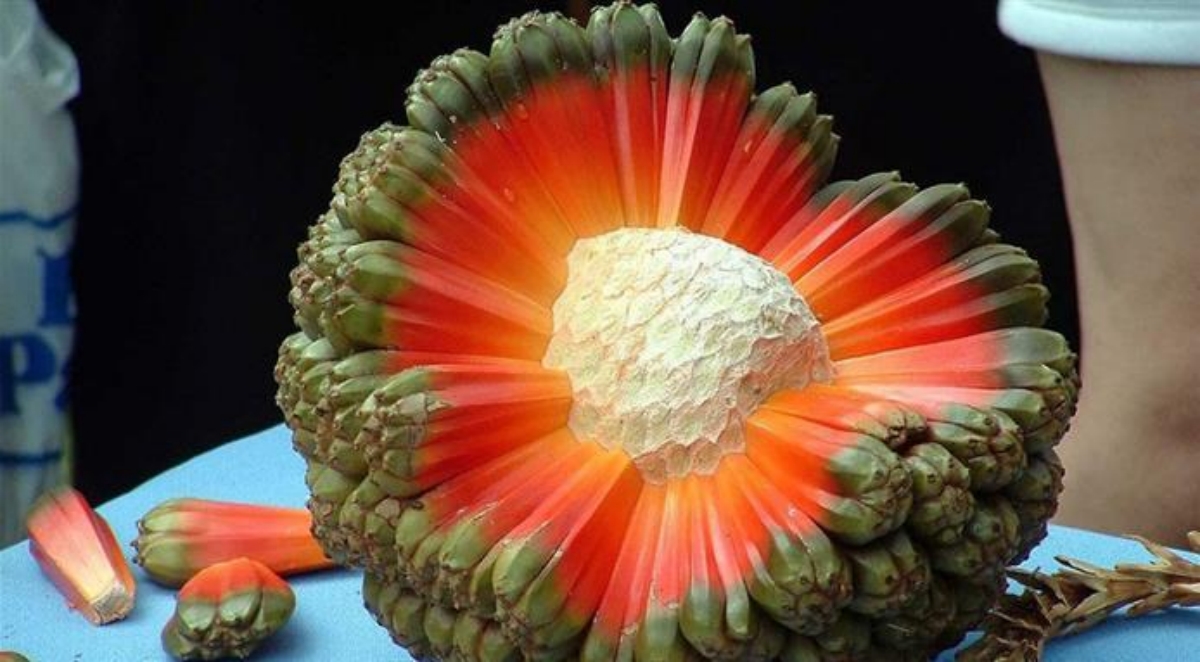 Quả dứa dại có các múi (Ảnh sưu tầm)