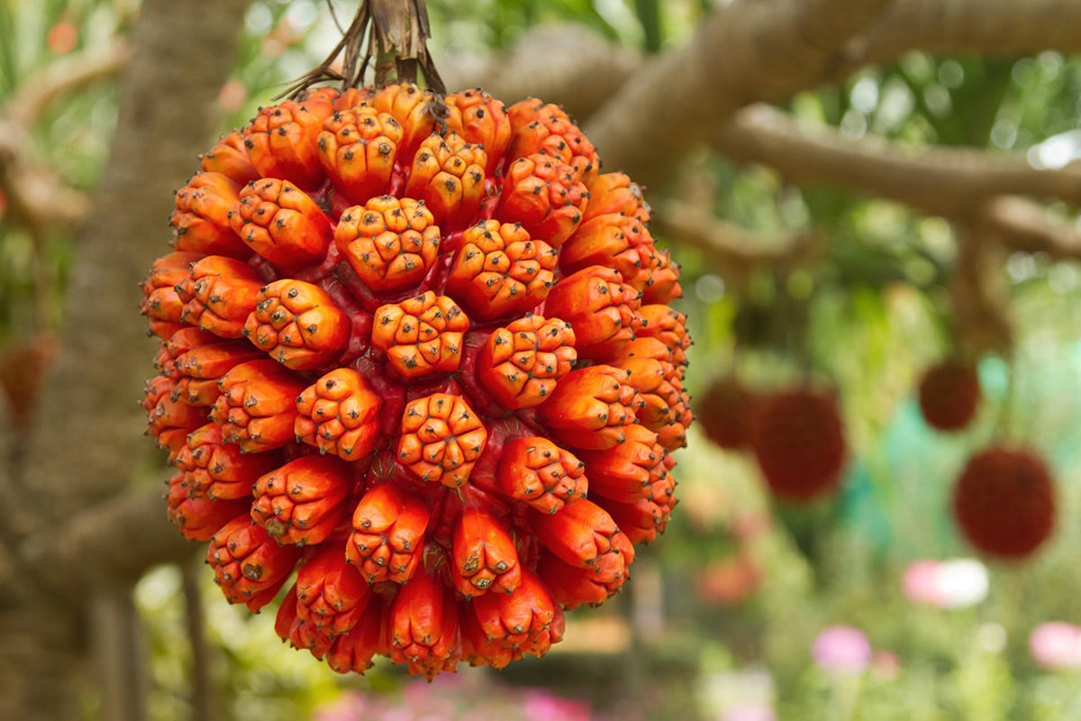 Quả dứa dại (Ảnh sưu tầm)