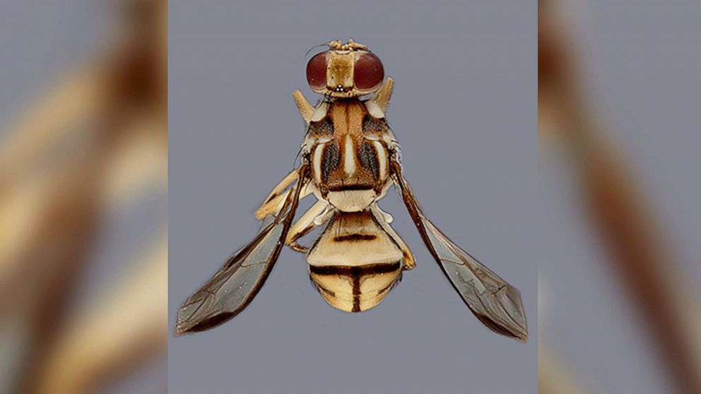 Một địa phương ở Mỹ phát lệnh ‘cách ly’ vì ruồi đục quả - Ảnh 1.