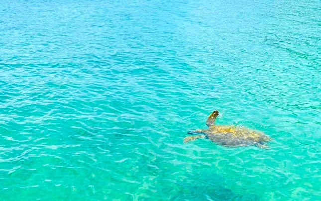 Sau một năm không mang rác thải nhựa lên đảo: Cá heo, rùa biển xuất hiện tại vùng biển Cô Tô