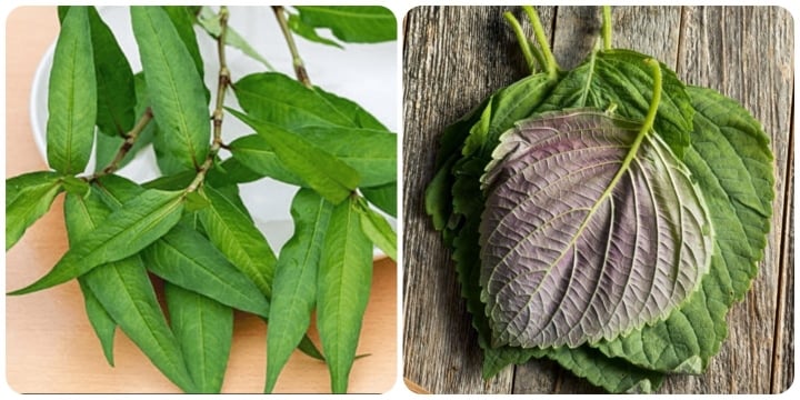 5 loại rau thơm giúp sống khoẻ mọc đầy ở vườn nhà - Ảnh 1.
