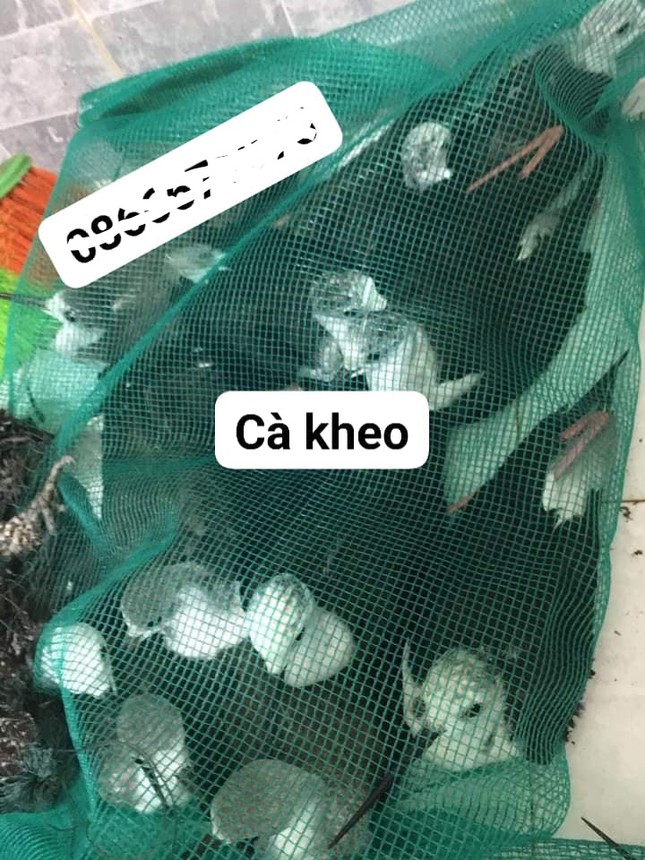 Phóng sinh sai cách là tạo nghiệp - Ảnh 3. Phóng sinh sai cách là tạo nghiệp - Ảnh 3.