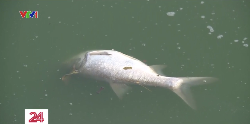 Cá chết hàng loạt trên hồ Tây sau những ngày Hà Nội mưa lớn - Ảnh 2.
