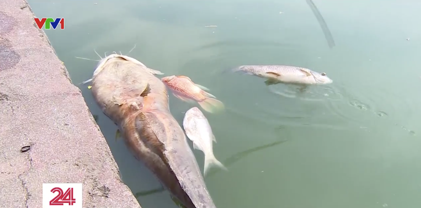 Cá chết hàng loạt trên hồ Tây sau những ngày Hà Nội mưa lớn - Ảnh 3.
