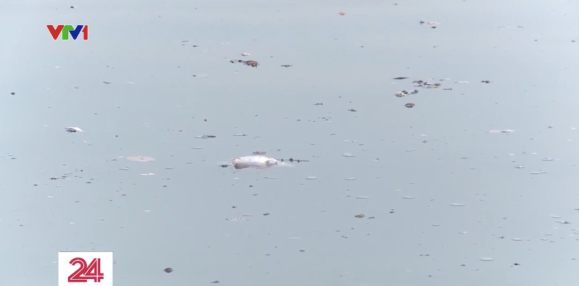 Cá chết hàng loạt trên hồ Tây sau những ngày Hà Nội mưa lớn - Ảnh 4.