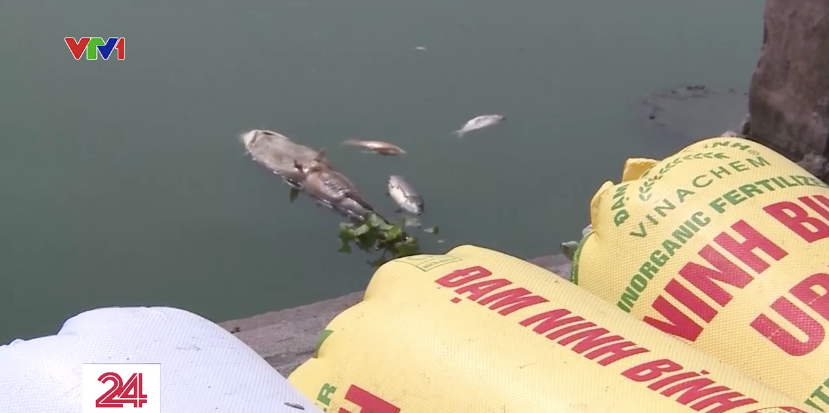 Cá chết hàng loạt trên hồ Tây sau những ngày Hà Nội mưa lớn - Ảnh 7.