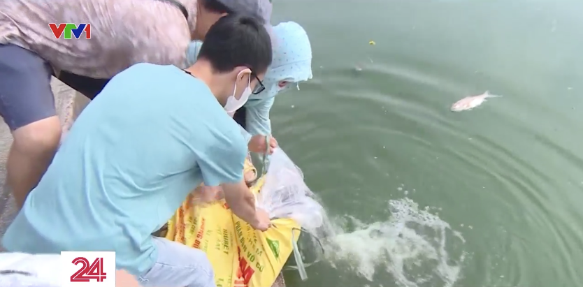 Cá chết hàng loạt trên hồ Tây sau những ngày Hà Nội mưa lớn - Ảnh 8.