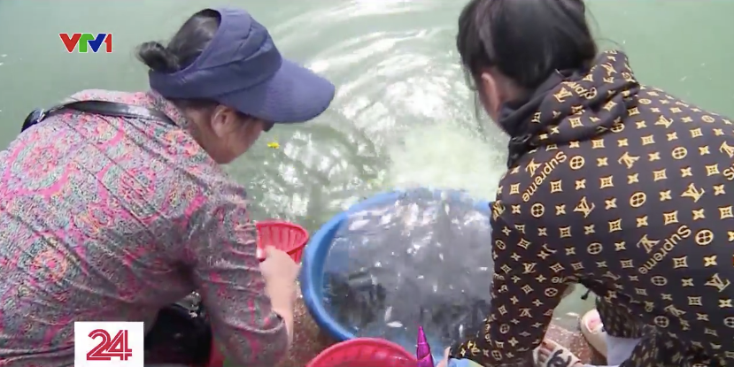 Cá chết hàng loạt trên hồ Tây sau những ngày Hà Nội mưa lớn - Ảnh 9.