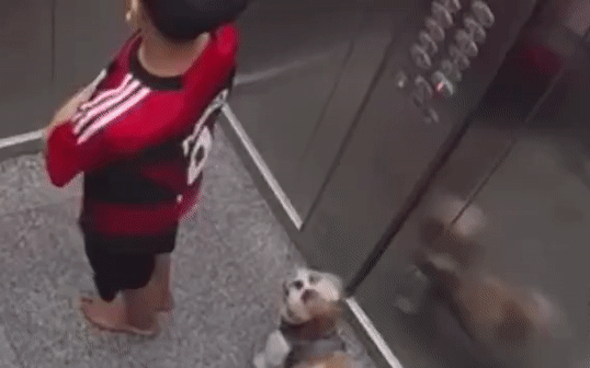 Chó cưng bị dây xích siết cổ trong thang máy, bé trai có hành động nhanh trí cứu sống con vật
