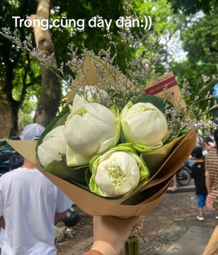 Dân mạng mách nhau cẩn thận kẻo mua phải hoa sen giả khi chụp ảnh thu Hà Nội - Ảnh 1.