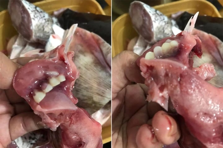 Người phụ nữ rụng rời vứt cả con c&aacute; khi thấy h&agrave;m răng giống hệt răng người - Ảnh 2.