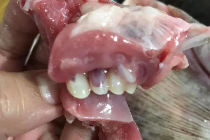 Người phụ nữ rụng rời vứt cả con c&aacute; khi thấy h&agrave;m răng giống hệt răng người - Ảnh 1.