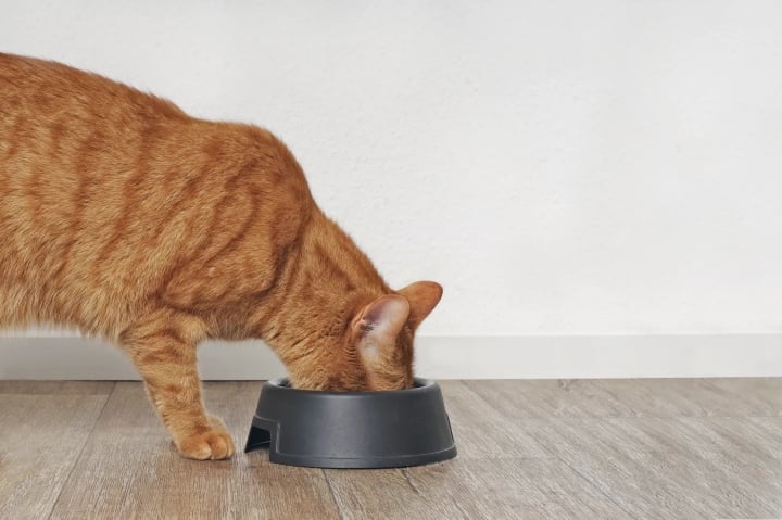 Vờ sắp chết đói để ăn xin, chú mèo bị dán ảnh 'cảnh báo lừa đảo' khắp nơi - Ảnh 1.