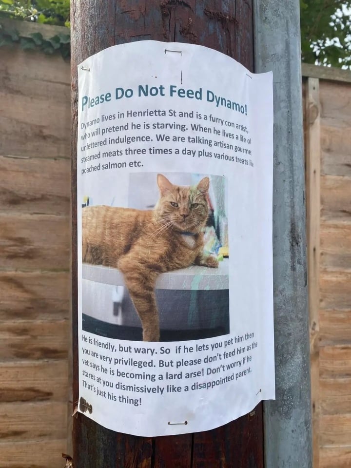 Vờ sắp chết đói để ăn xin, chú mèo bị dán ảnh 'cảnh báo lừa đảo' khắp nơi - Ảnh 2.