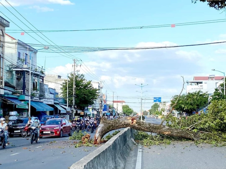 Cành dài 7m của cây di sản hơn 300 tuổi rơi giữa đường - Ảnh 1.