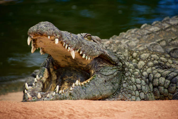 Người phụ nữ sống sót kỳ diệu sau 90 phút vật lộn với cá sấu dưới đầm lầy - Ảnh 1.