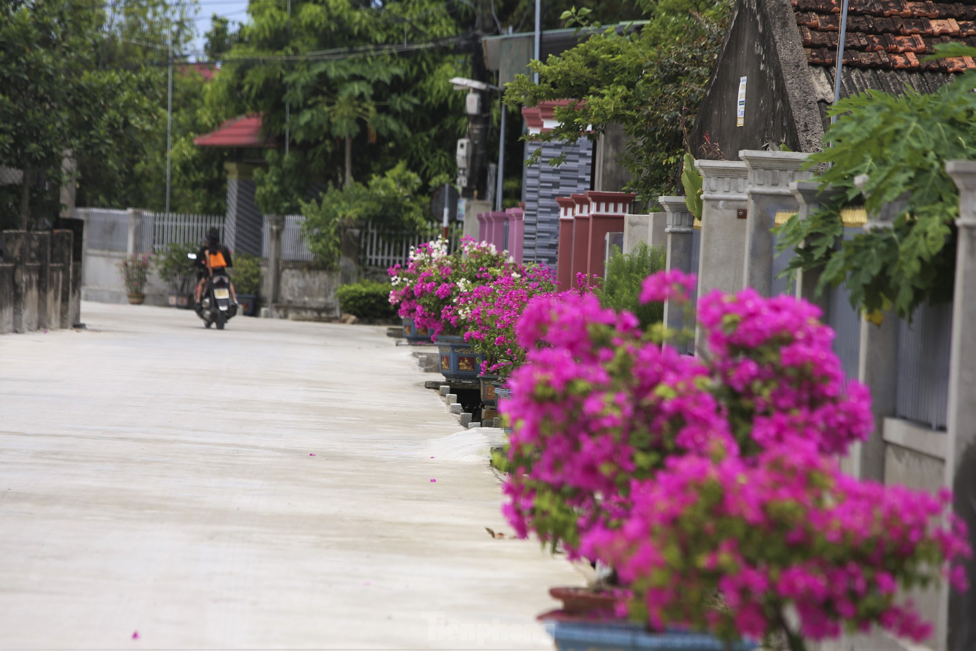 Những cổng hoa giấy khoe sắc rực rỡ ở xã nông thôn mới - Ảnh 2.