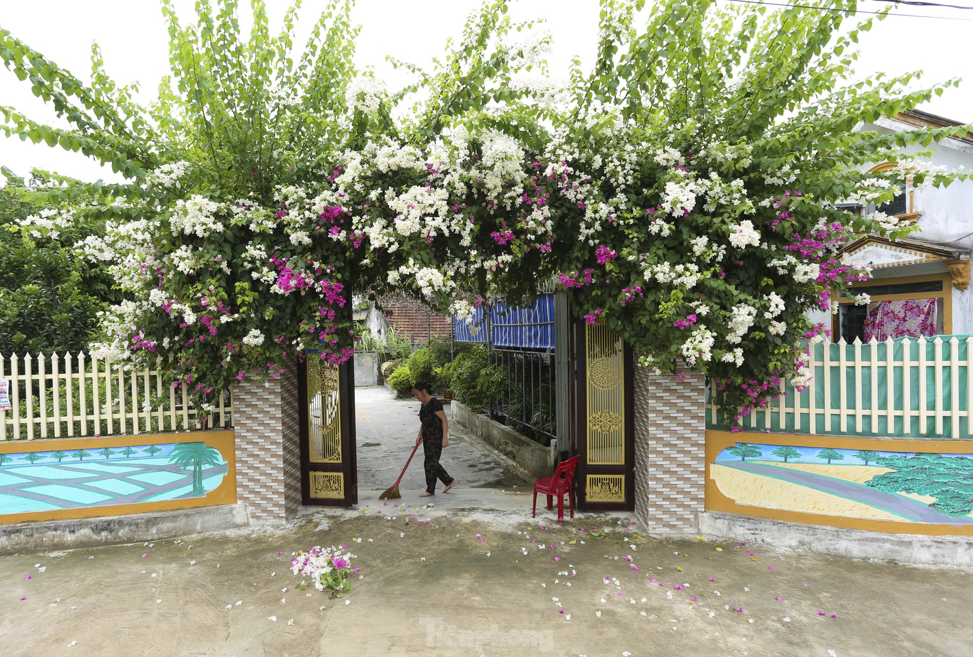 Những cổng hoa giấy khoe sắc rực rỡ ở xã nông thôn mới - Ảnh 3.