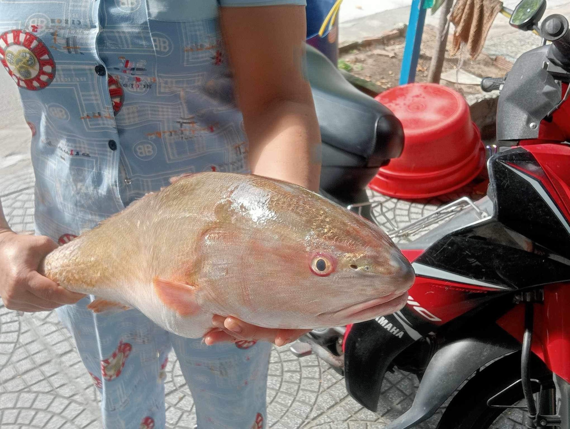 Ngư dân bắt được loài cá hiếm ở vùng biển Nam Ô Đà Nẵng - Ảnh 1. Ngư dân bắt được loài cá hiếm ở vùng biển Nam Ô Đà Nẵng - Ảnh 1.