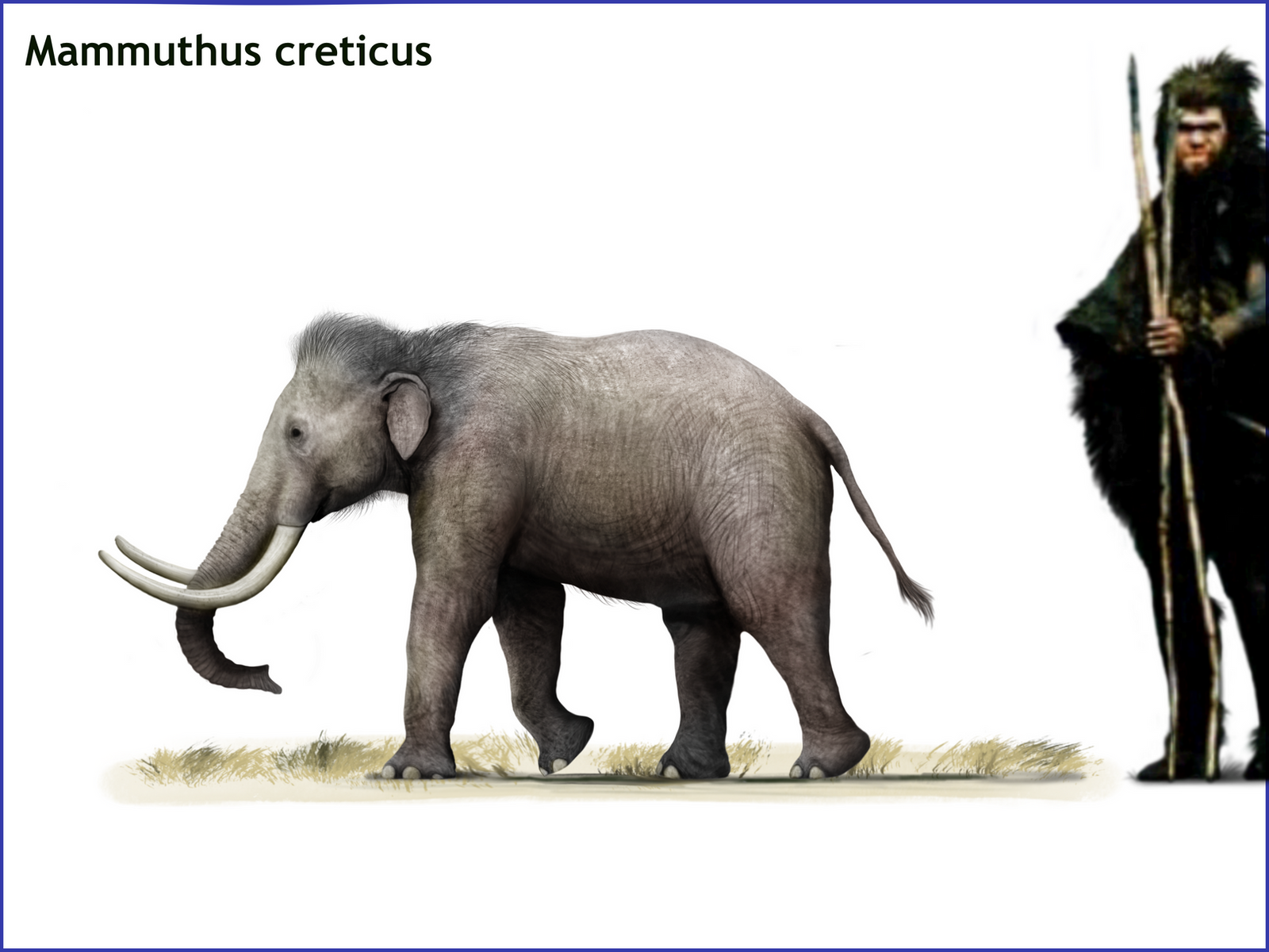 Châu Âu từng là nhà của loài voi ma mút nhỏ bé nhất thế giới - Ảnh 3.