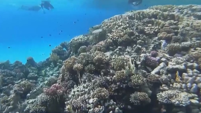 Rạn san hô lớn thứ ba thế giới bị tẩy trắng bởi nắng nóng - Ảnh 1.
