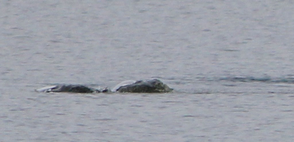 &quot;Thợ săn&quot; quái vật hồ Loch Ness công bố bức ảnh chứng minh sự tồn tại đáng kinh ngạc của thủy quái huyền thoại? - Ảnh 5.