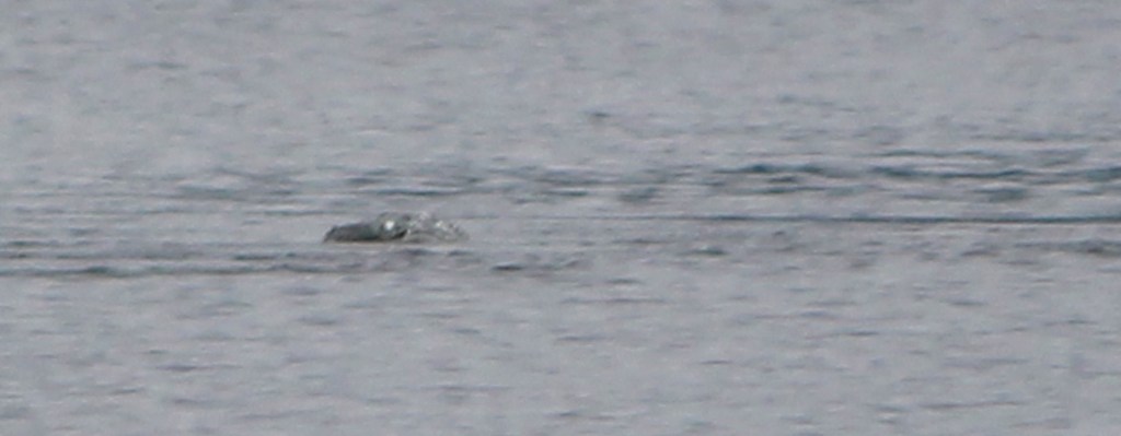 &quot;Thợ săn&quot; quái vật hồ Loch Ness công bố bức ảnh chứng minh sự tồn tại đáng kinh ngạc của thủy quái huyền thoại? - Ảnh 3.